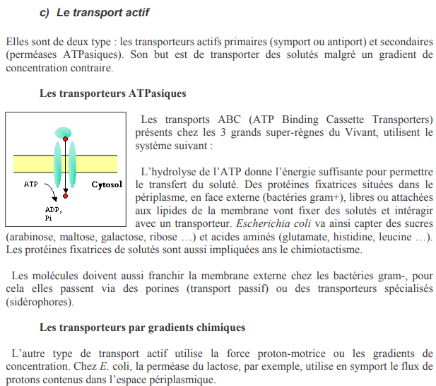 La membrane plasmique, externe et des membranes internes