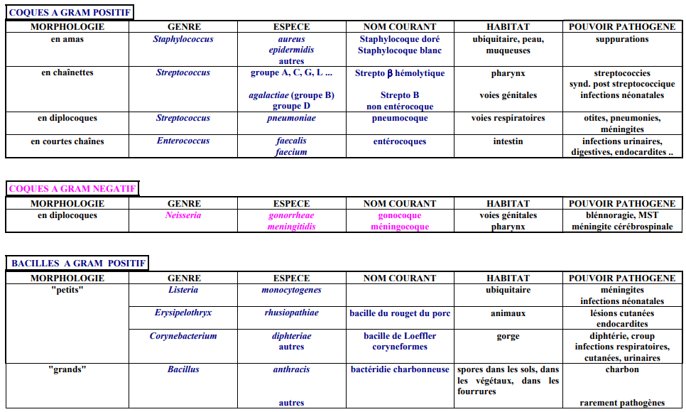 Classification des Bactéries